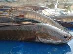5 Manfaat Kesehatan Rajin Konsumsi Ikan Gabus, Bisa Cegah Kanker Juga Lho