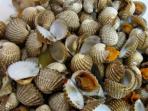 7 Manfaat Makan Kerang untuk Kesehatan dan Kecantikan Kulit