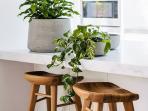 Hilangkan Racun di Rumah dengan 3 Rekomendasi Tanaman Ini 