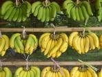 Ketahui Pisang yang Paling Sehat dari Warnanya, Hijau, Kuning, atau Justru Hitam?
