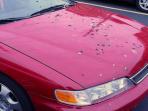 Mobil Terkena Getah atau Kotoran Burung Jangan Dibiarkan Sampai Kering, Segera Bersihkan dengan Cara Ini Agar Car Tak Cepat Rusak