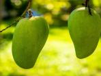 5 Manfaat Biji Buah Mangga, Bisa Turunkan Berat Badan Hingga Menjaga Kesehatan Rambut