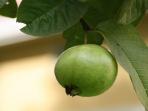 5 Manfaat Daun Jambu Biji yang Baik Untuk Kesehatan 