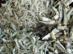 7 Manfaat Kesehatan Rutin Makan Ikan Teri, Meski Harganya Murah Khasiatnya Luar Biasa Lho