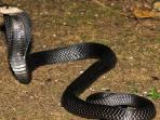 Mengapa Ular Kobra Muncul di Awal Musim Penghujan? 3 Hal Ini Bisa Jadi Penyebab Utamanya
