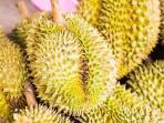 Sering Dibuang, Ternyata Kulit Durian Bisa Obati 3 Penyakit Ini
