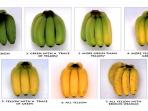 Terkenal Menyehatkan, Coba Tebak dari 7 Buah Pisang Ini Mana yang Paling Berkhasiat?
