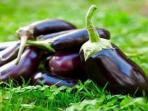 Selain Cocok Diolah untuk Berbagai Masakan, Ternyata Terong Miliki Banyak Manfaat Kesehatan