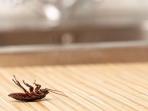 6 Cara yang Jarang Dicoba tapi Terbukti Bikin Kecoa Ogah Bersarang di Rumah