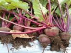 Beberapa Manfaat Buah Bit Untuk Mencegah Masalah Janin pada Kehamilan