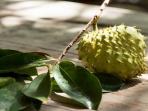 Inilah Manfaat Daun Sirsak untuk Penderita Diabetes yang Wajib Diketahui