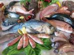 Jangan Asal Makan, Ini Daftar Ikan yang Punya Kandungan Merkuri Tinggi 
