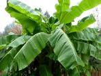 Kerap Jadi Bungkus Makanan, Tak Disangka Ini 8 Manfaat Menakjubkan Daun Pisang Bagi Kesehatan dan Kecantikan
