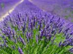 Lavender Ternyata Menjadi Salah Satu Tanaman yang Bisa Meningkatkan Kualitas Tidur Loh