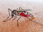 Malaria Tidak Boleh Disepelekan! Inilah 8 Cara Mencegah Penularannya
