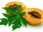 Simak Beberapa Manfaat Dari Daun Pepaya Untuk Kesehatan