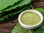 Tumbuhan Ini Mematikan, Hati-hati Konsumsi Teh atau Kapsul dari Kratom