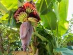 Cegah Hipertensi hingga Kanker, Ini Segudang Manfaat Jantung Pisang untuk Kesehatan