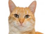 Simak Beberapa Manfaat Menjadi Seorang Pemilik Kucing