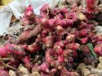 8 Manfaat Konsumsi Jahe Merah Bagi Kesehatan Tubuh