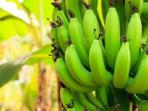 Gak Perlu Nunggu Matang, Ketahui 6 Manfaat Makan Buah Pisang Mentah Bagi Kesehatan Tubuh