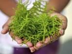 Jarang Diketahui, Berikut Manfaat Rumput Laut untuk Kecantikan Kulit Kamu