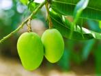 Jarang Diketahui, Kenali 6 Manfaat Kesehatan Rutin Konsumsi Daun Mangga