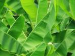 Selain Jadi Bungkus Makanan, Ini 8 Manfaat Daun Pisang untuk Kesehatan yang Jarang Diketahui