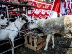 5 Kebenaran Mitos Daging Kambing Kurban, dari Bau Prengus hingga Larangan Bagi Penderita Hipertensi