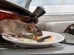Biar Hunian Tak Kemasukan Tikus Begini Tips Mencegahnya Masuk Rumah