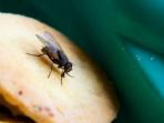 Makanan di Hinggapi Lalat? Sehatkah? Simak Beberapa Bakteri yang Muncul