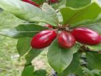 Mengenal Tanaman Miracle Fruit, Buah Berry dengan Manfaat yang Ajaib Bagi Kesehatan