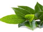 Selain untuk Memasak, Daun Salam Memiliki Manfaat untuk Kecantikan Loh