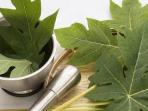 Simak 6 Manfaat Luar Biasa Ketika Kamu Makan Sayur Daun Pepaya