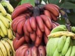 Pelu Kalian Tahu, Ini Kandungan dan Manfaat Pisang Merah bagi Tubuh