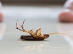 Tak Perlu Bahan Kimia, Ini 5 Cara Alami Usir Kecoak dari Rumah