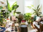 Begini 5 Tips Mudah Menata Tanaman Hias di Rumah Supaya Makin Tampak Menarik