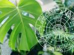 Cara Memilih Tanaman Hias Berdasarkan Zodiak, Mana yang Paling Cocok Buat Anda?