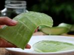 Lengket dan Berlendir Tapi Kaya Nutrisi, Ini Sederet Manfaat Lidah Buaya bagi Tubuh