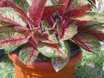 Selain Aglonema, Dua Tanaman Hias Ini Harganya Malah Melonjak di Tengah Pandemi Covid-19