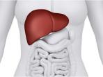 Sering Kita Jumpai, Minuman Ini Ternyata Bermanfaat untuk Mencegah Penyakit Liver dan Diabetes