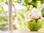 Wajib Tahu, Air Kelapa Tidak Boleh Diminum Oleh Orang yang Punya Penyakit Ini