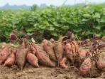 8 Manfaat Kesehatan Konsumsi Daun Ubi Jalar yang Tak Banyak Orang Tahu
