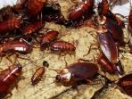 Jengkel dengan Kecoak yang Berkeliaran di Dalam Rumah? Ini Trik Ampuh Membasminya