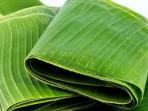 Kerap Jadi Bungkus Makanan, Ini 9 Manfaat Kesehatan Minum Air Rebusan Daun Pisang yang Jarang Diketahui