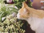 Kucing dan Anjing Kerap Merusak Tanaman Hias di Rumah? Coba Lakukan 5 Tips Ini