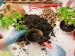 Lakukan 4 Cara Ini untuk Membuat Tanaman Hias Menjadi Subur dan Berkualitas Baik