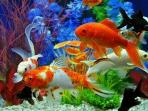 Supaya Tidak Cepat Mati, Begini Cara Merawat Ikan Hias yang Harus Diperhatikan Oleh Pemula