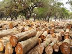 7 Orang Terkaya Berkat Bisnis Kayu