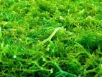 Bukan Hanya Cemilan Biasa, Ini Manfaat Rumput Laut yang Jarang Diketahui Ssalah Satunya Mengecilkan Perut Buncit